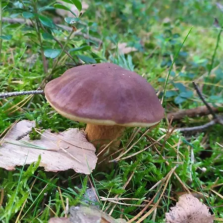 Slonce I Woda Caloroczne, Podgrzewany Basen, Klimatyzacja, Bezplatny Parking * ウェバ