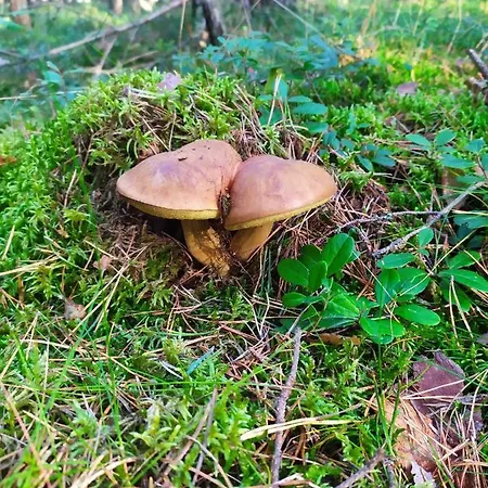 Slonce I Woda Caloroczne, Podgrzewany Basen, Klimatyzacja, Bezplatny Parking アパート