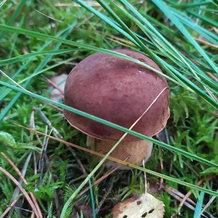 アパート Slonce I Woda Caloroczne, Podgrzewany Basen, Klimatyzacja, Bezplatny Parking