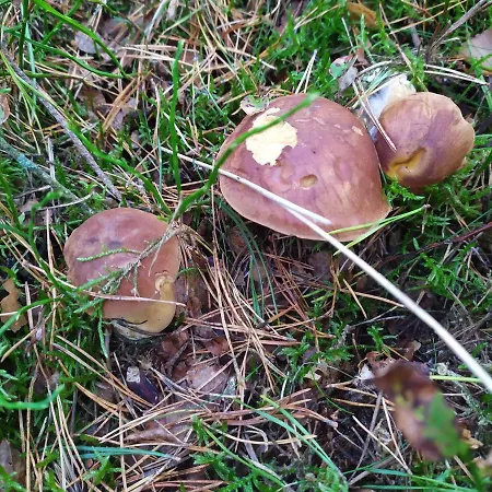 アパート Slonce I Woda Caloroczne, Podgrzewany Basen, Klimatyzacja, Bezplatny Parking ウェバ