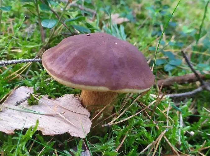 Slonce I Woda Caloroczne, Podgrzewany Basen, Balia Z Jacuzzi, Klimatyzacja, Bezplatny Parking * Łeba