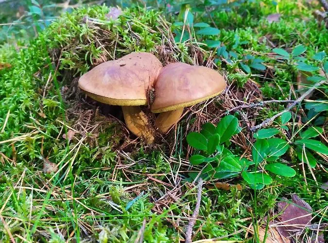 Slonce I Woda Caloroczne, Podgrzewany Basen, Balia Z Jacuzzi, Klimatyzacja, Bezplatny Parking 公寓