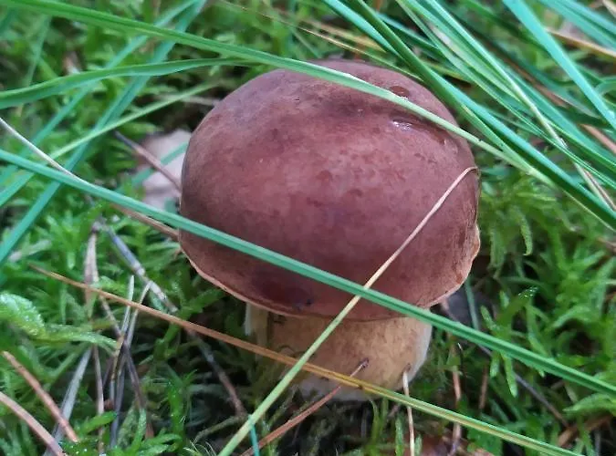 公寓 Slonce I Woda Caloroczne, Podgrzewany Basen, Balia Z Jacuzzi, Klimatyzacja, Bezplatny Parking