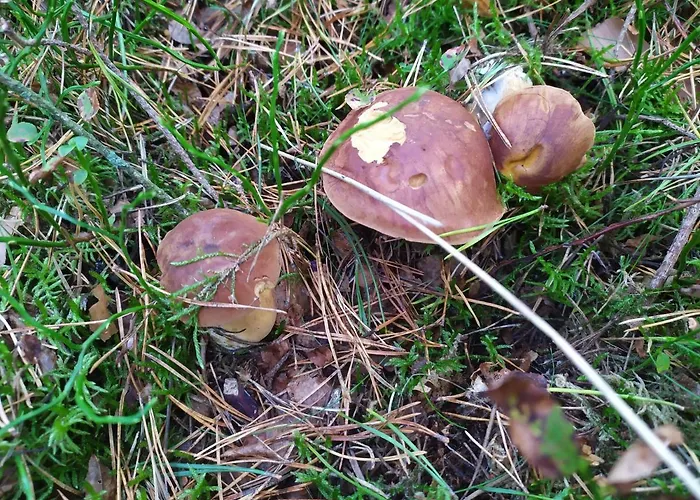 公寓 Slonce I Woda Caloroczne, Podgrzewany Basen, Balia Z Jacuzzi, Klimatyzacja, Bezplatny Parking 莱鲍